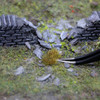 WWScenics W3T-DE6 All Scale Dead Self-Adhesive Grass Tufts 6mm x103