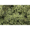 Woodland Scenics L161 Lichen Spring Green