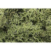 Woodland Scenics L161 Lichen Spring Green