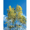 Scenic Express 215 SUPERTREE VALUE CASE