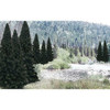 Ready Made Trees Value Pack- 2" - 4" Evergreen (18)