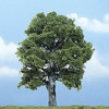 Woodland Scenics TR1620 Oak Premium Tree