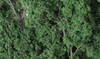 Woodland 1130 Fine-Leaf Foliage Dark Green