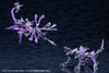 Kotobukiya AS010 Arcanadea XenoAlma Tidal Orketos Plastic Model Kit Japan Import