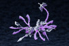 Kotobukiya AS010 Arcanadea XenoAlma Tidal Orketos Plastic Model Kit Japan Import