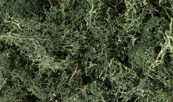 Woodland Scenics L164 Lichen Dark Green