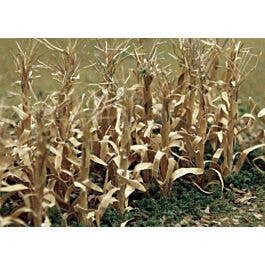 JTT Scenery 95588 HO Scale Dried Corn Stalks - pkg 30-Pack Diorama Plants