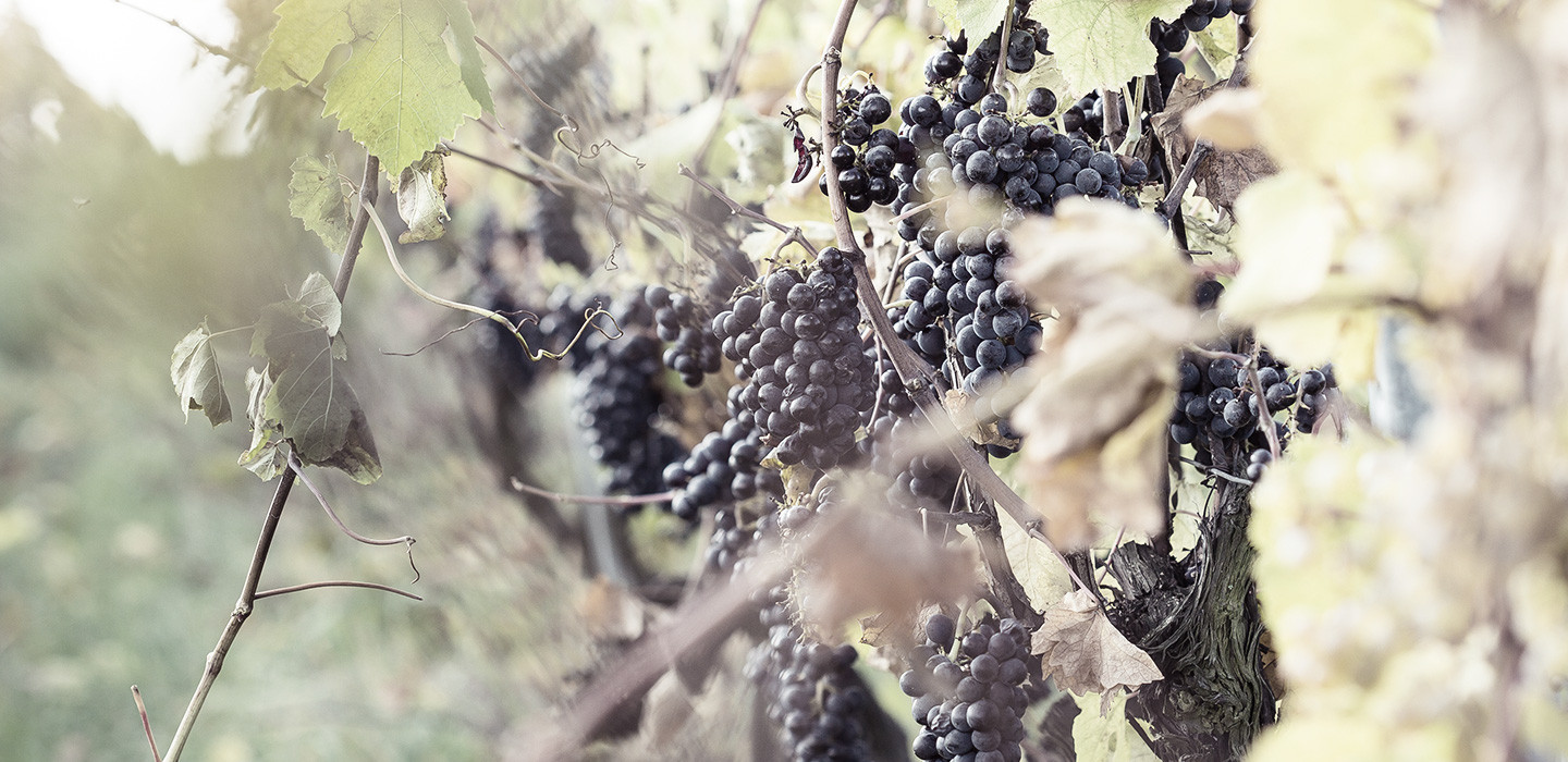 When is a vineyard ready for harvest?