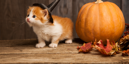 Vegan Halloween Season