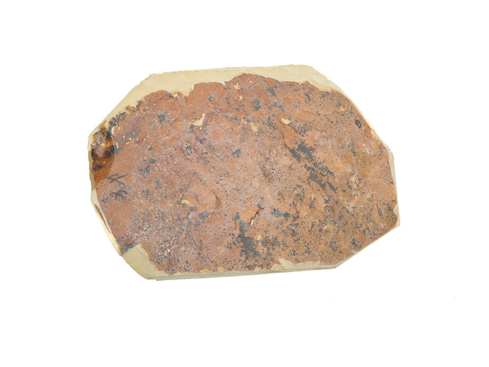 Nakayama Maruichi Kiita lv 4 (a3288)