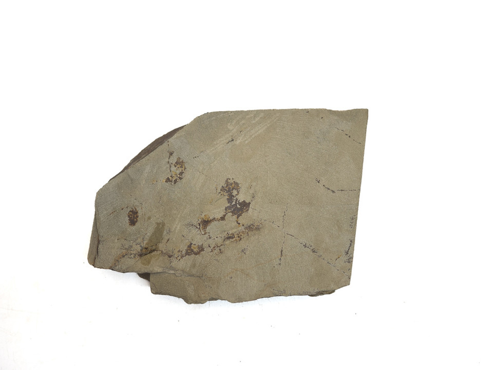 Wakasa Koppa Lv 4,5 (a3327)