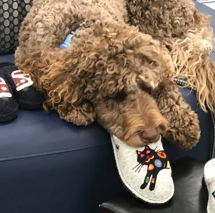 Hank loves lounging on everything even the cat slippers.