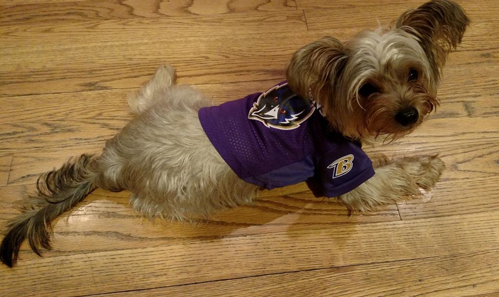 baltimore ravens dog jersey