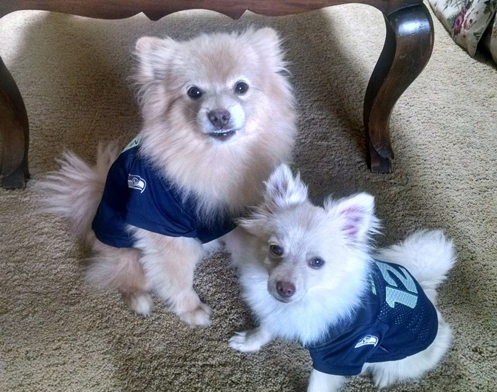 Seattle Seahawks Dog Pet Mesh 12th Man's Best Friend Football Jersey 