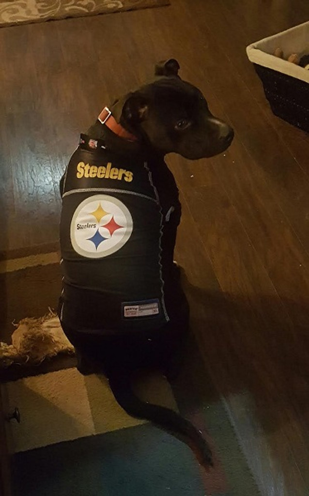 pittsburgh steelers dog jersey