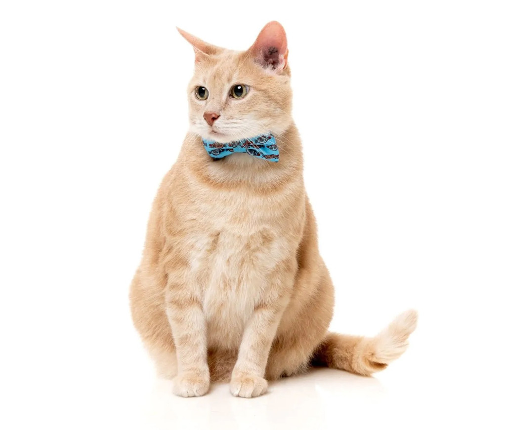 Soy Sauce Fish Cat Collar Fashion Pack Breakaway w/ Bell Bandana & Bowtie