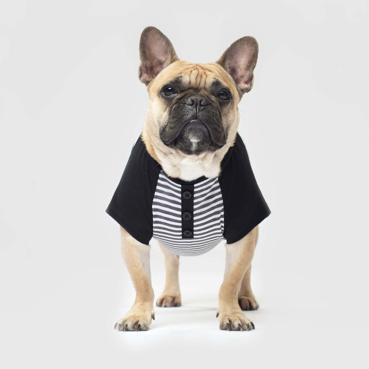 Henley Dog Cat Not Your Basic Tee Premium Striped T-Shirt
