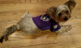 Baltimore Ravens Dog Pet Mesh Alternate Football Jersey 