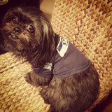 Seattle Seahawks Dog Pet Mesh Alternate Football Jersey 