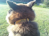 Oakland A's Athletics Dog Pet Adjustable Nylon Collar
