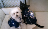 Buffalo Sabres Dog Pet Premium Mesh Hockey Jersey