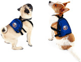 New York Islanders Dog Cat Mini Backpack Harness w/ Leash  