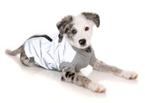 MacGyver Reflective Dog Cat Jacket Premium Harness Waterproof