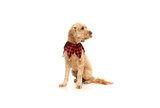 Jester Pet Dog Collar w/ Jingle Bells Premium Christmas Costume