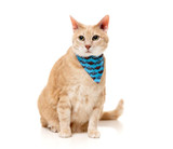 Soy Sauce Fish Cat Collar Fashion Pack Breakaway w/ Bell Bandana & Bowtie