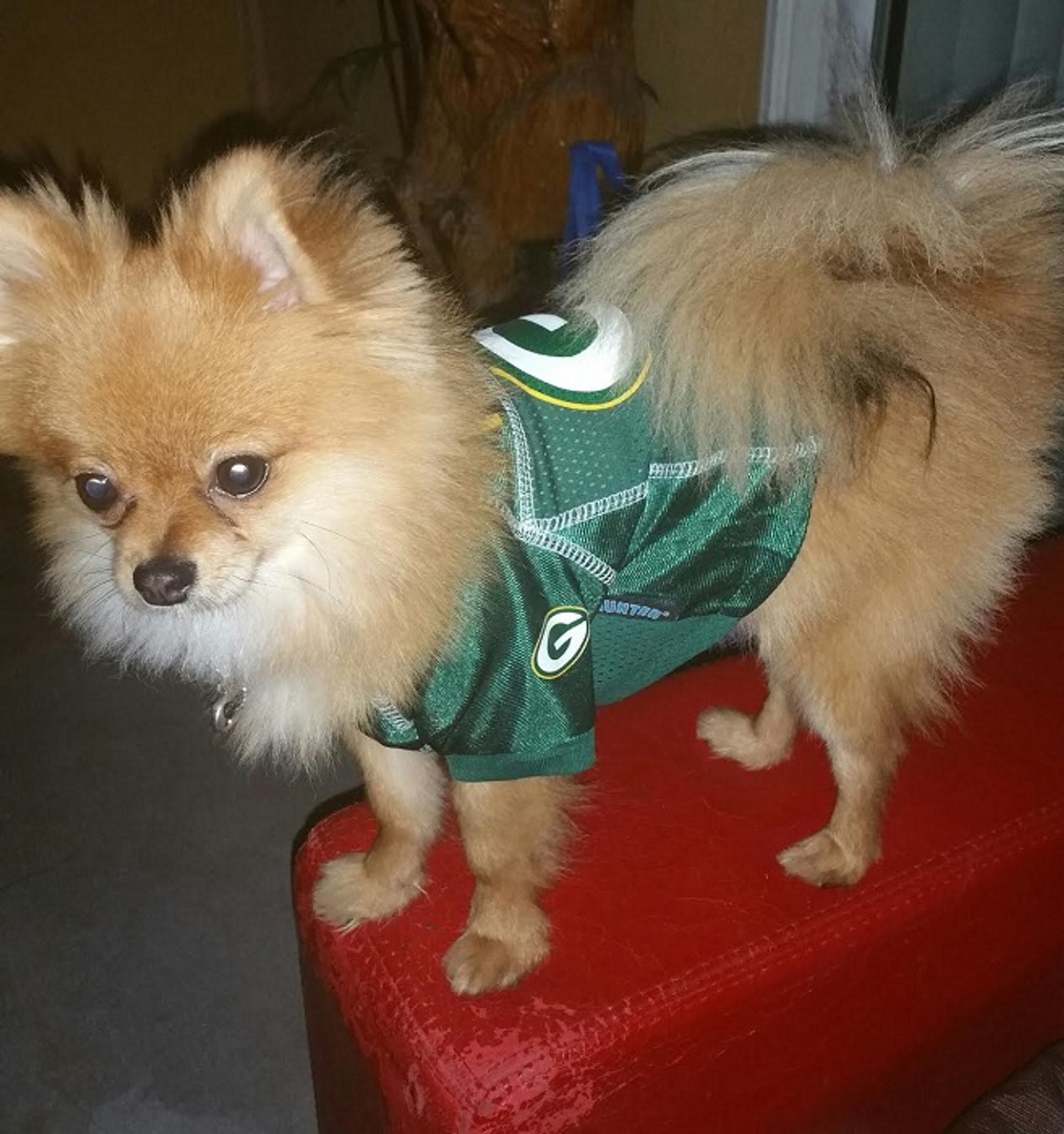 green bay packers dog jersey