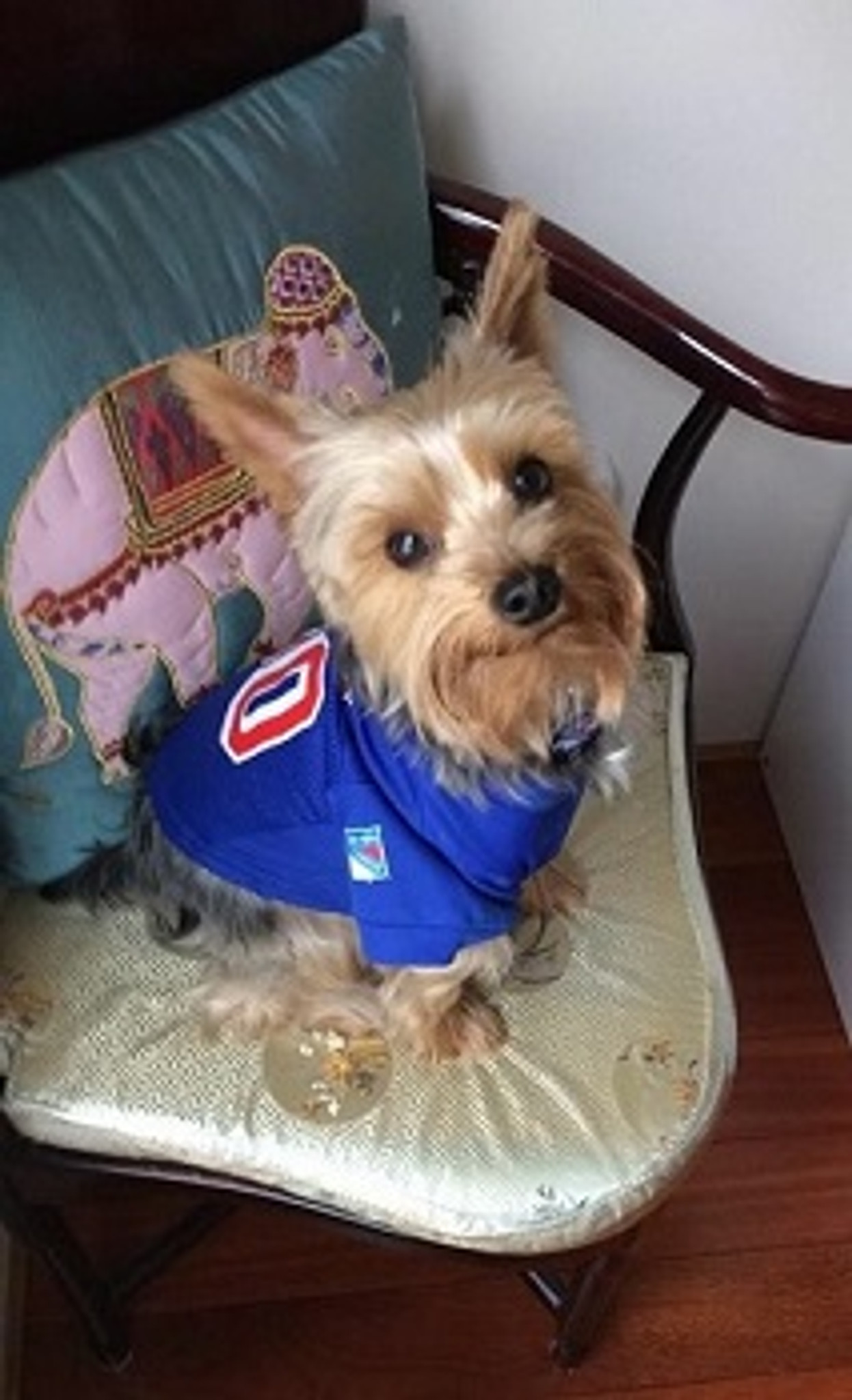 New York Rangers Pet Jersey