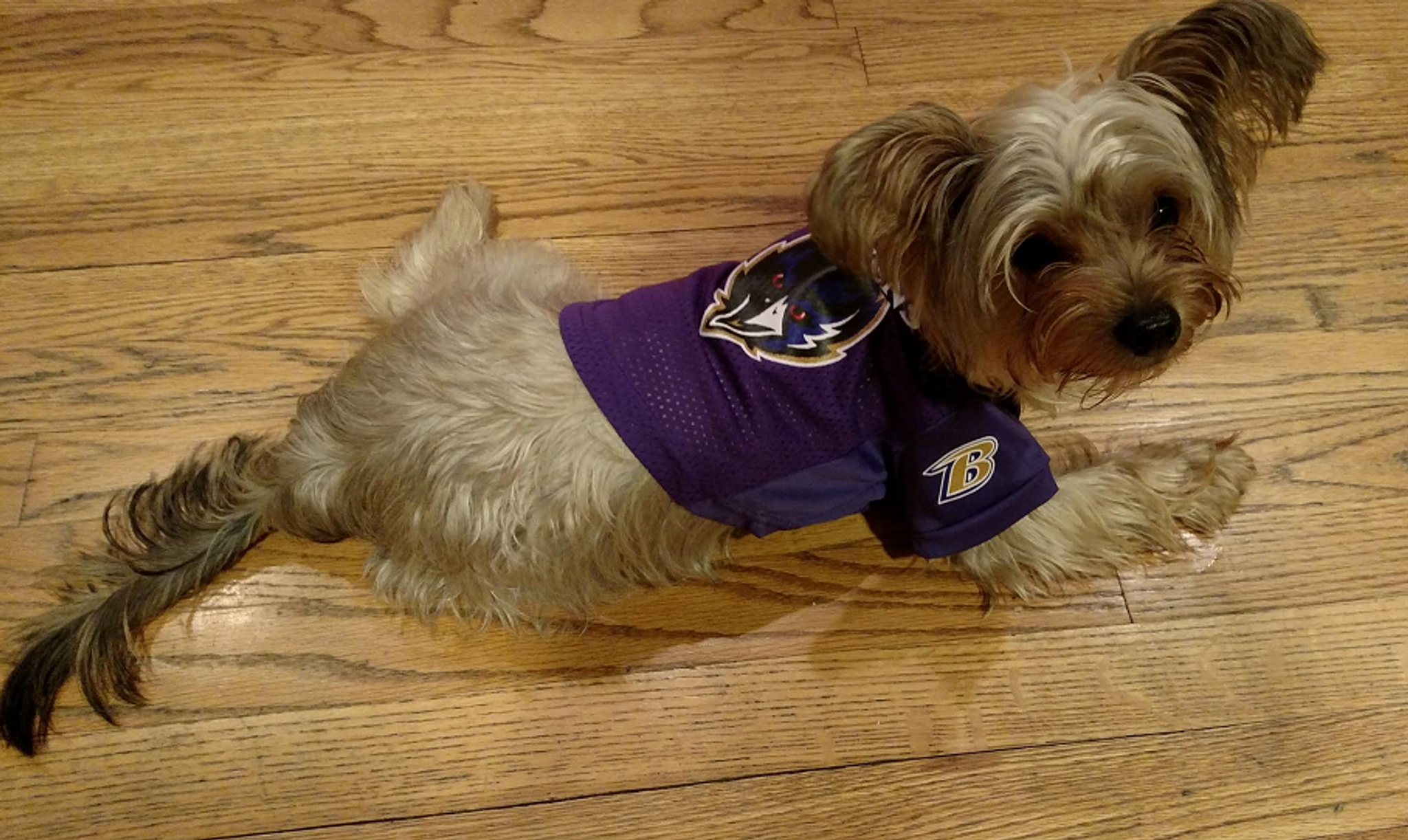  NFL Baltimore Ravens Dog Jersey, Size: X-Small. Best