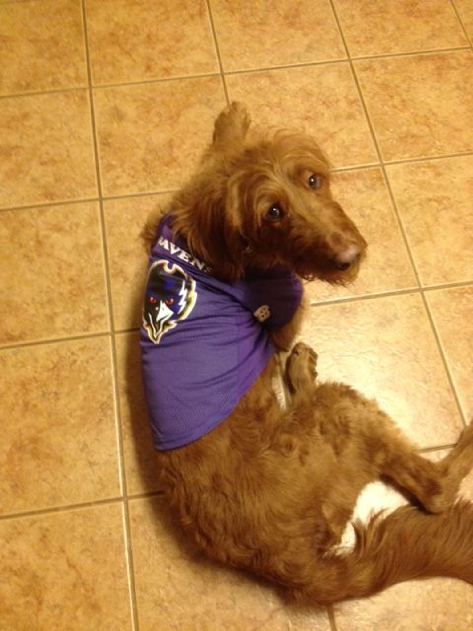 ravens jersey dog