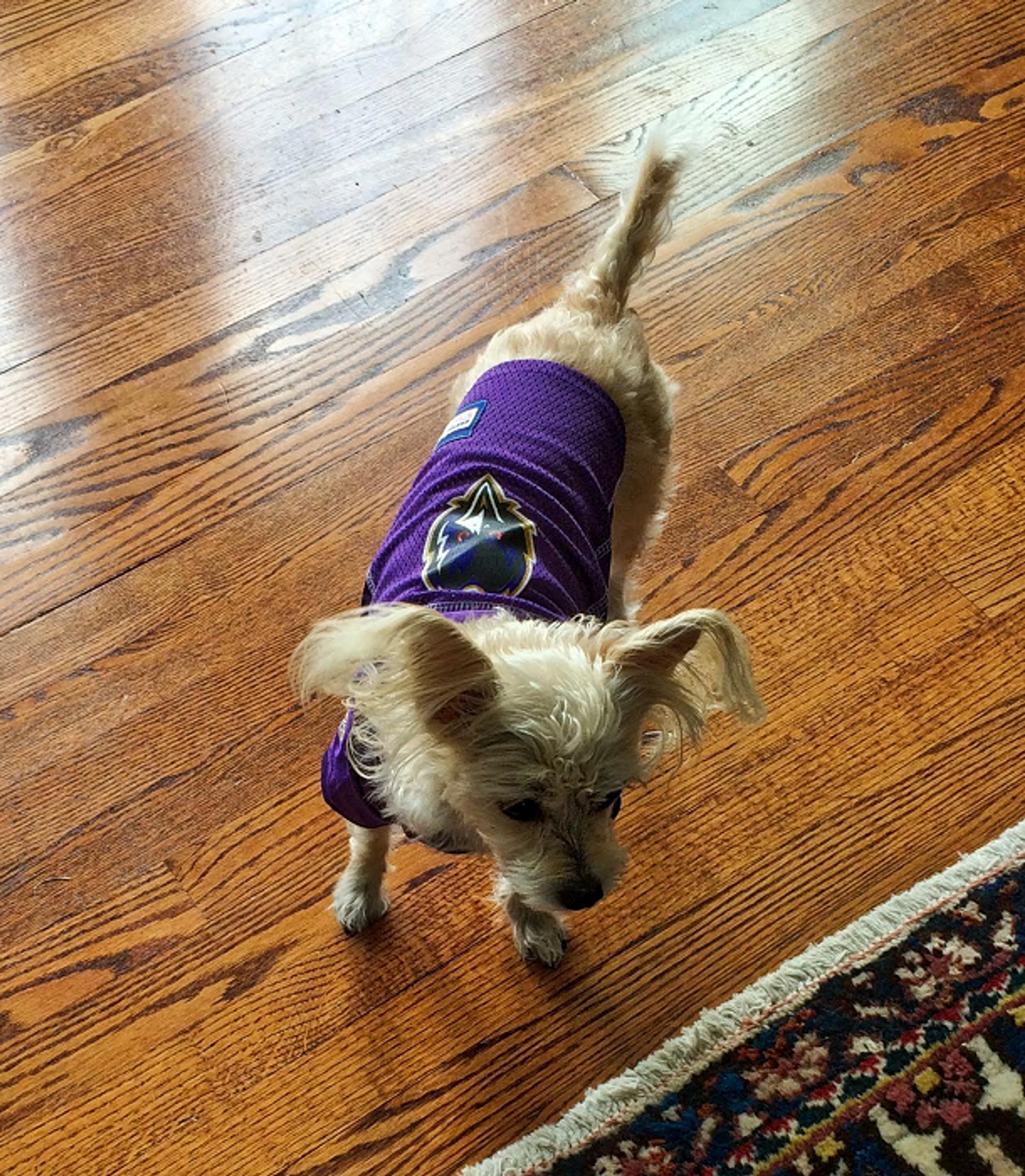 baltimore ravens dog jersey