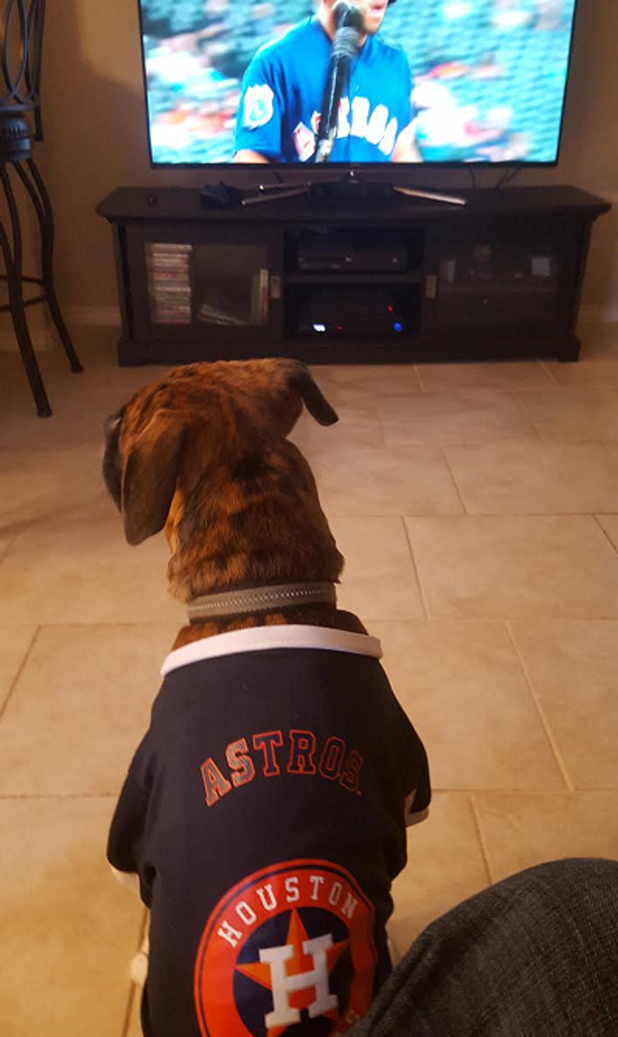 astros dog jersey