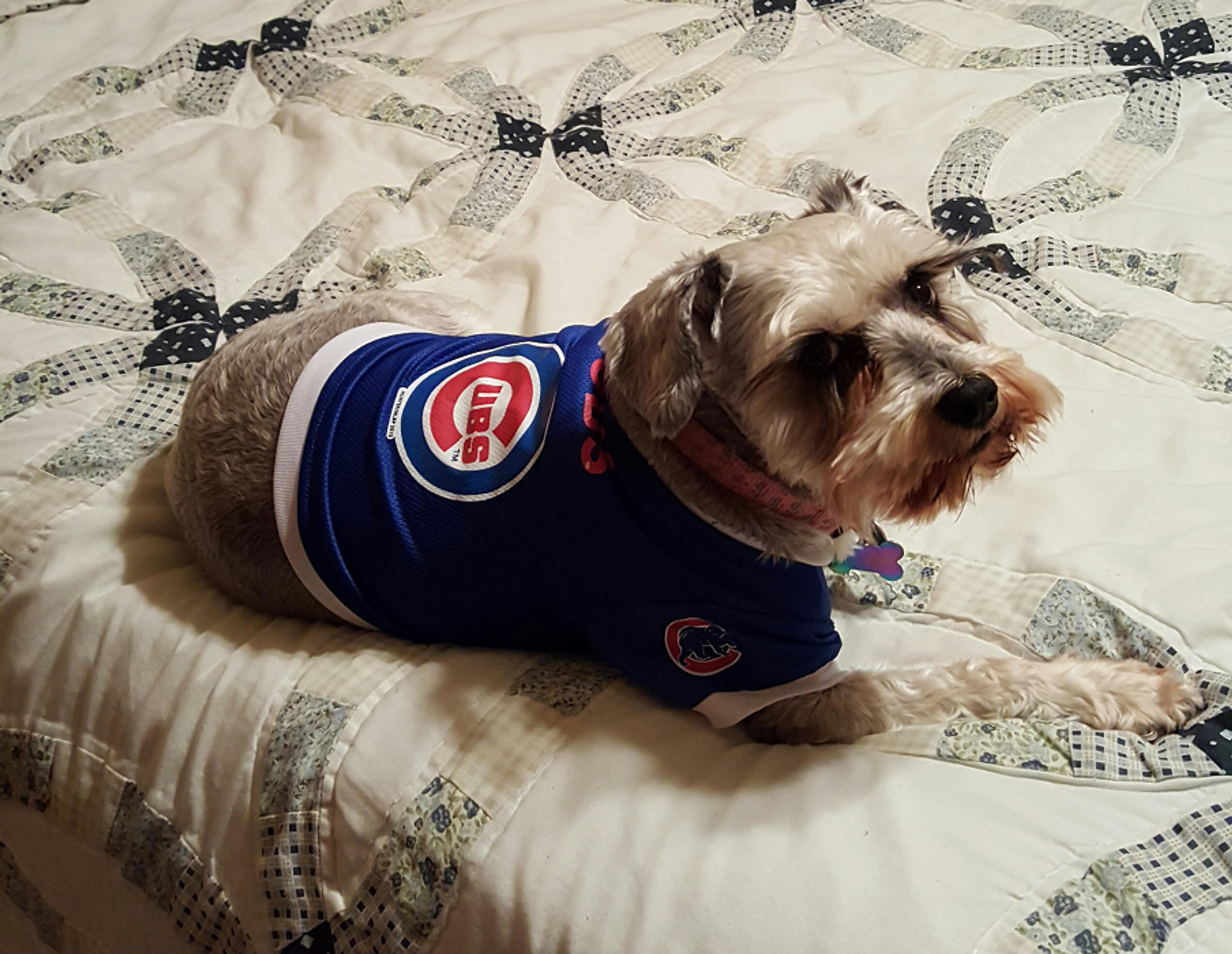 chicago cubs dog jersey