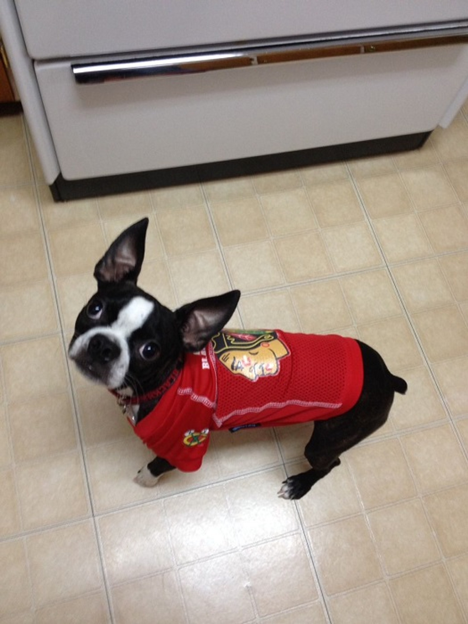 dog blackhawks jersey