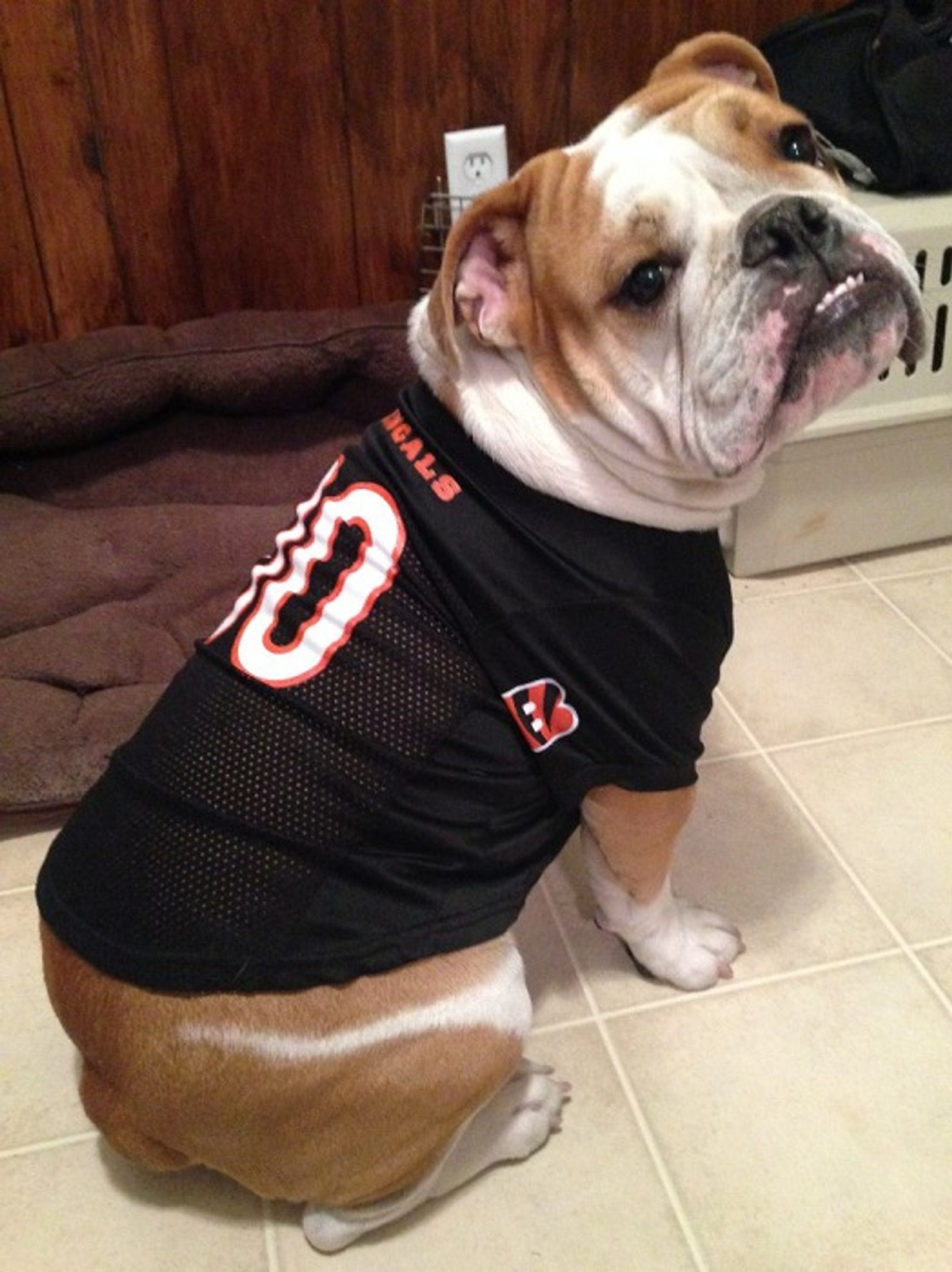 Cincinnati Bengals Pet Mesh Jersey XL