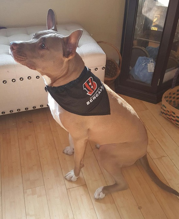 bengals dog jersey