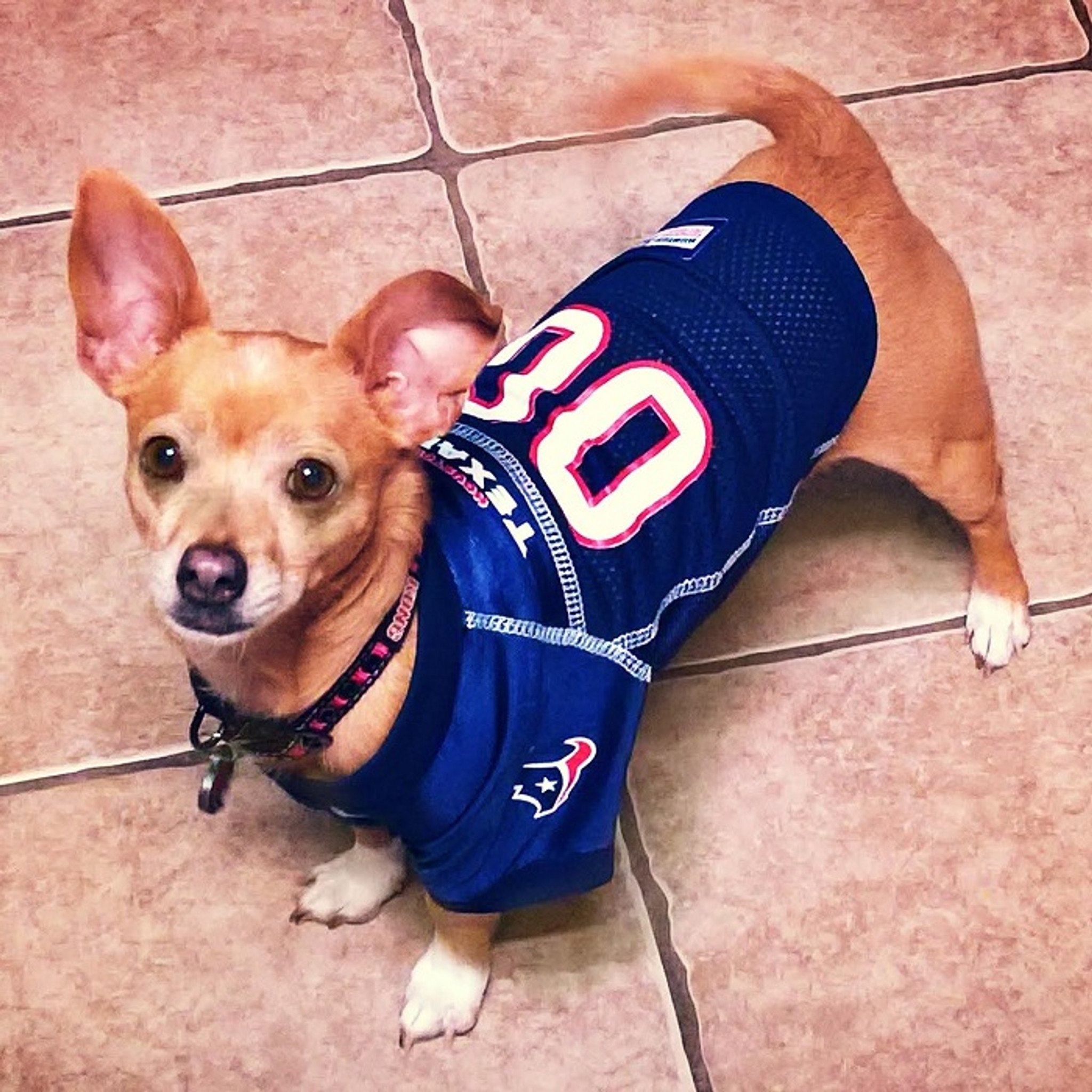 houston texans dog jersey