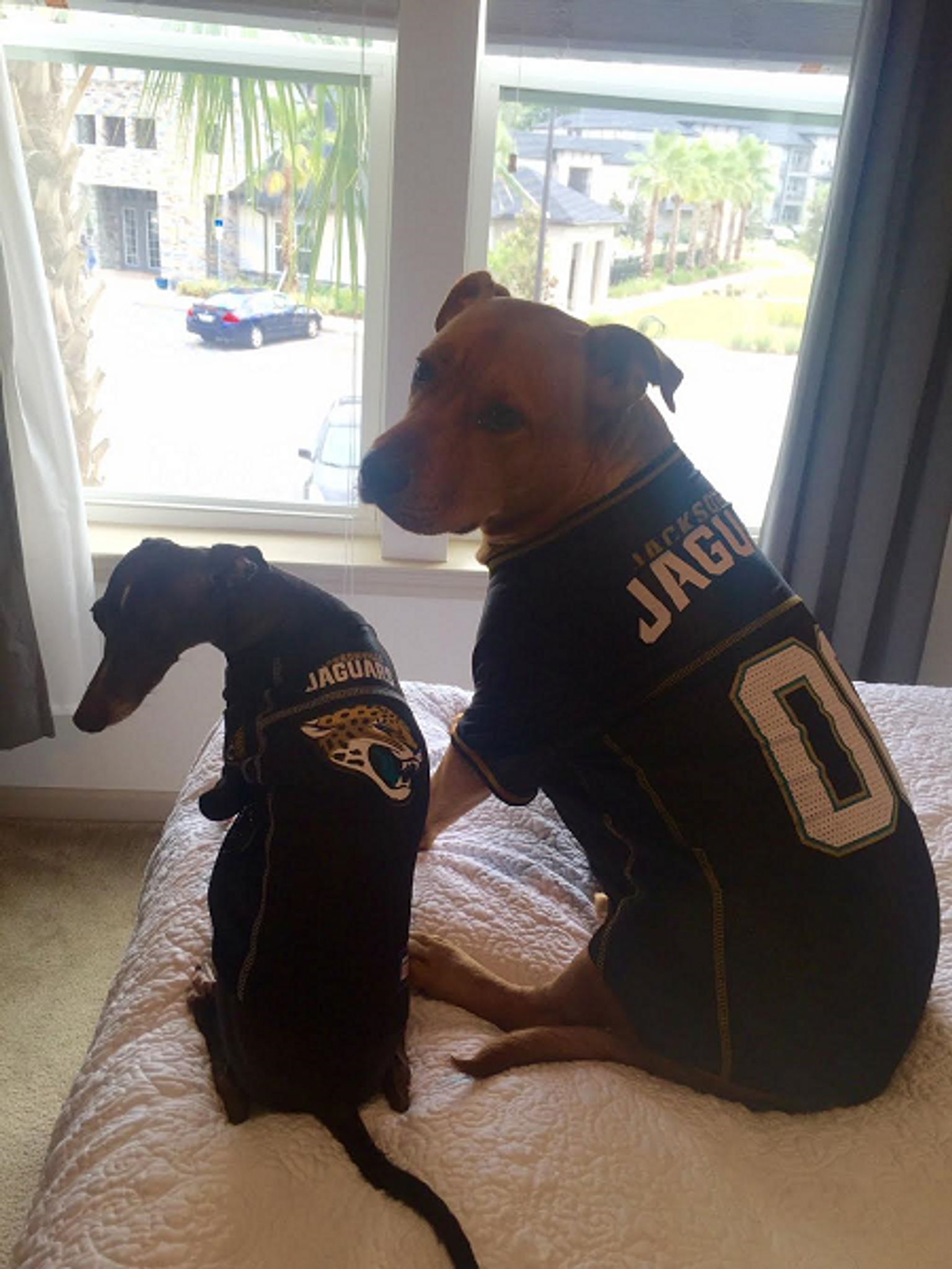 jaguars dog jersey