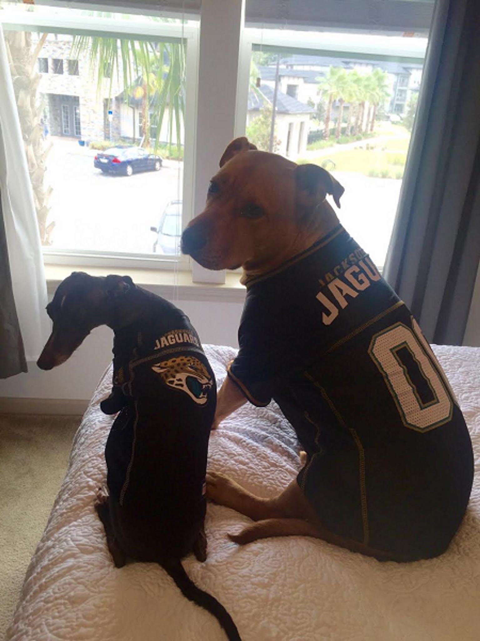 Jacksonville Jaguars Dog in Team Jersey 12x16 – Fan Creations GA