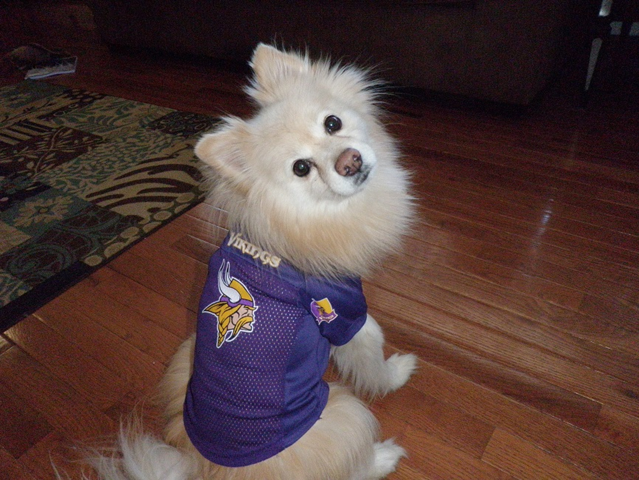 NFL Minnesota Vikings Dog Jersey, Size: X-Small. Best Football Jersey  Costume for Dogs & Cats. Licensed Jersey Shirt.