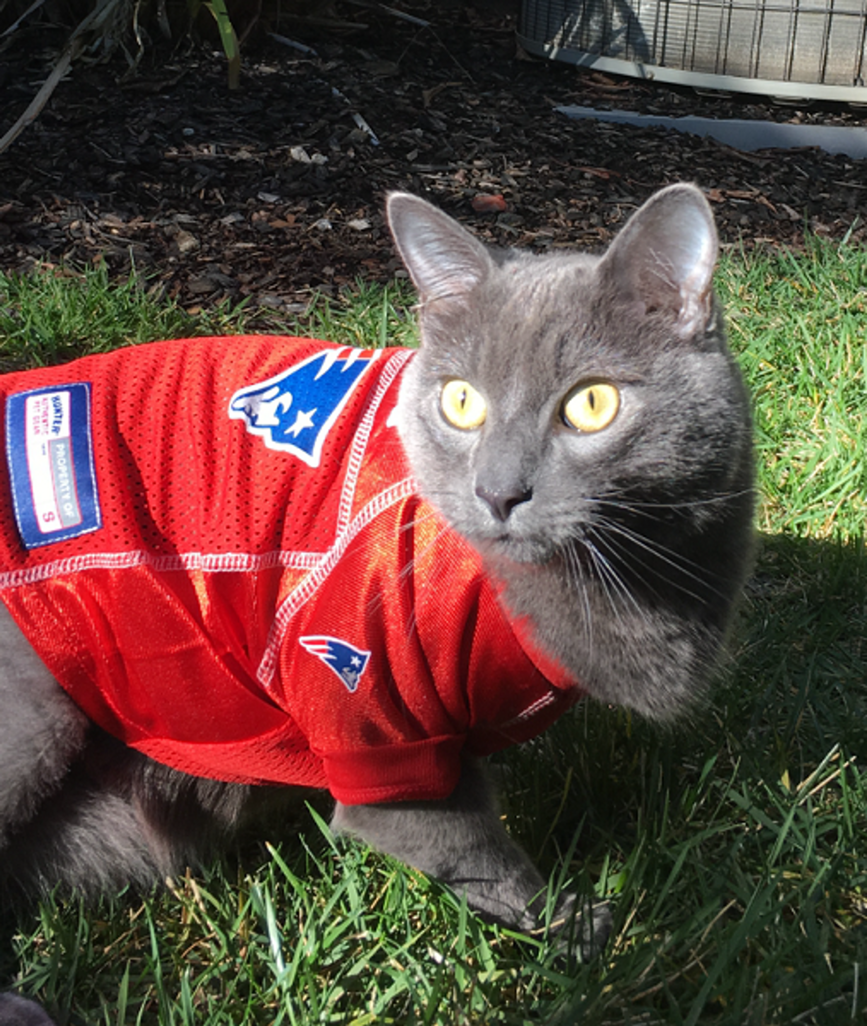 cat patriots jersey