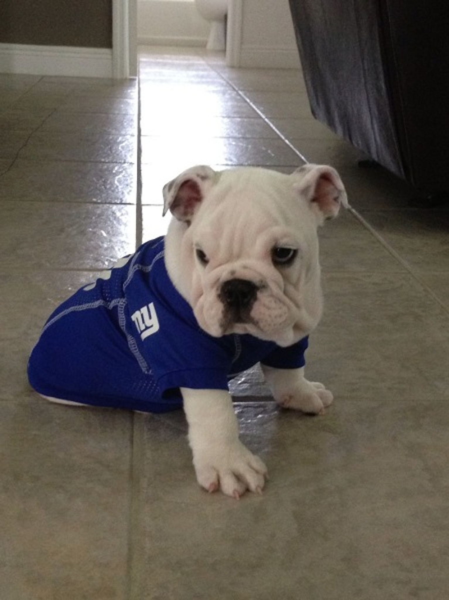 new york giants pet jersey