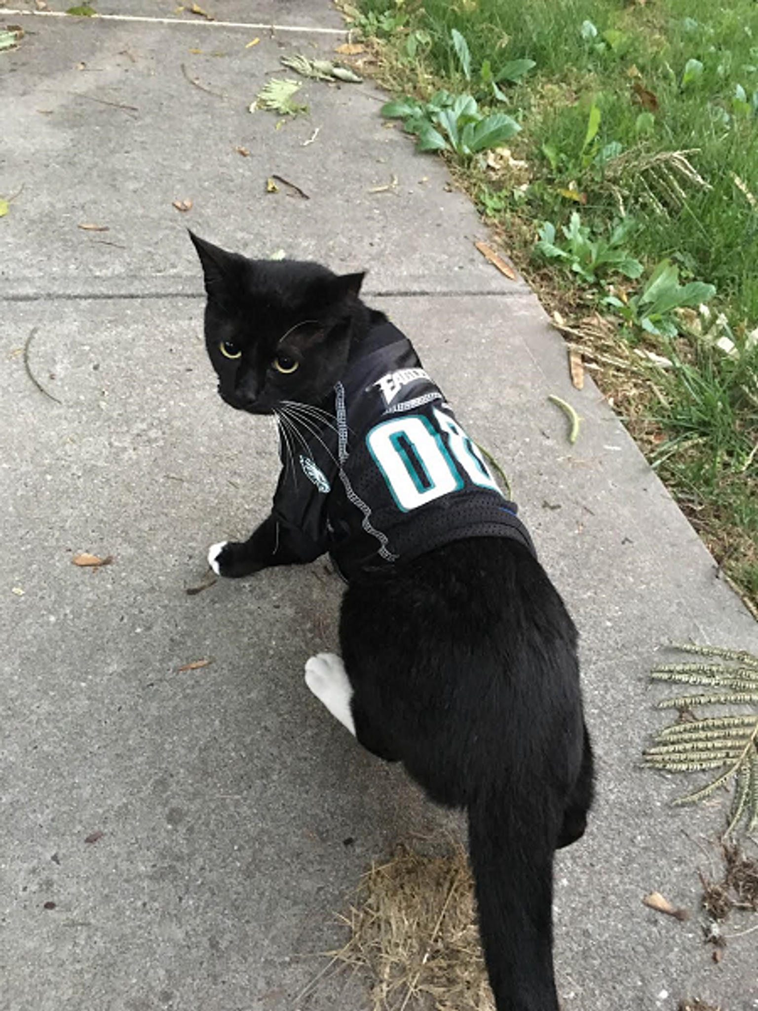 cat eagles jersey