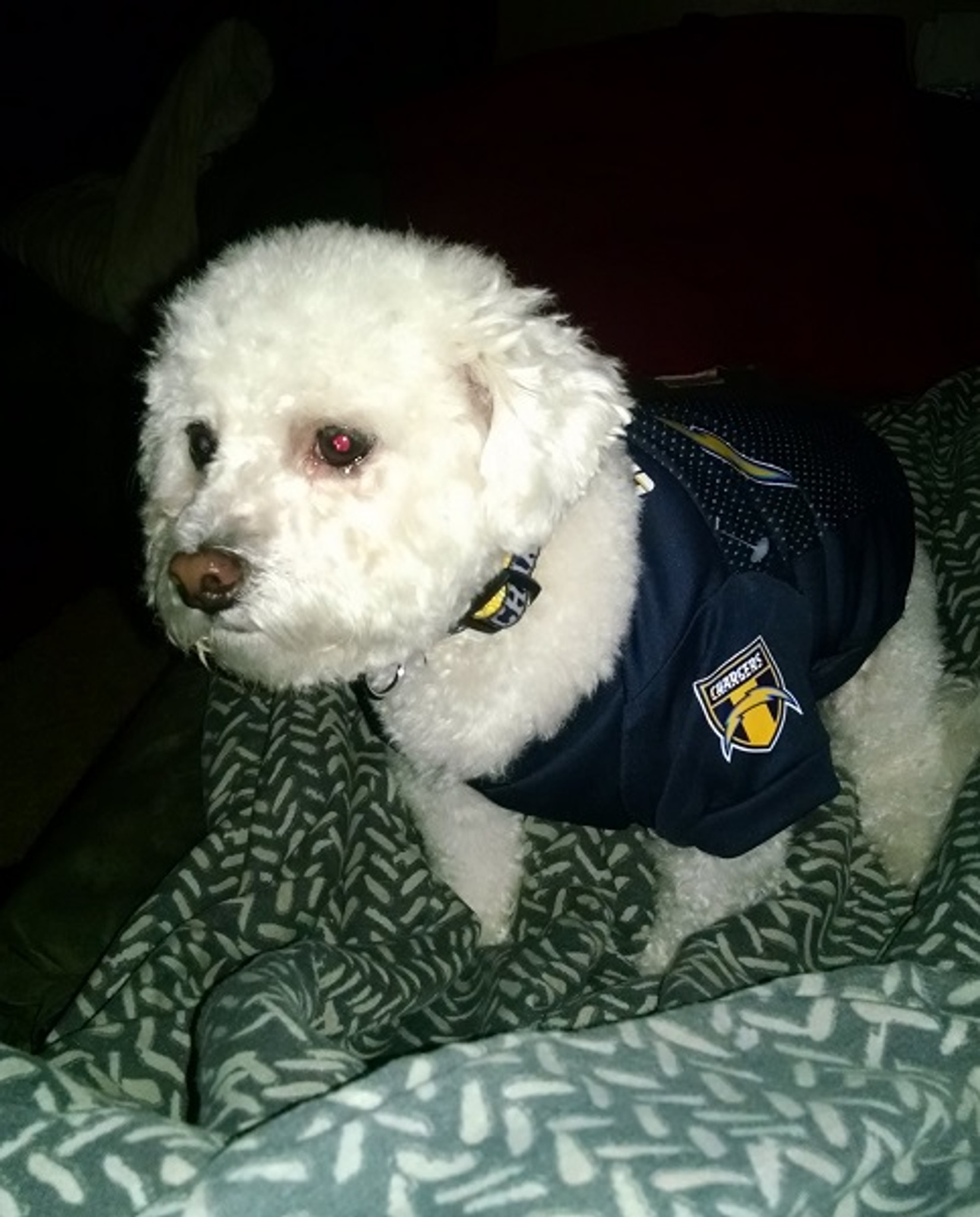 chargers dog jersey