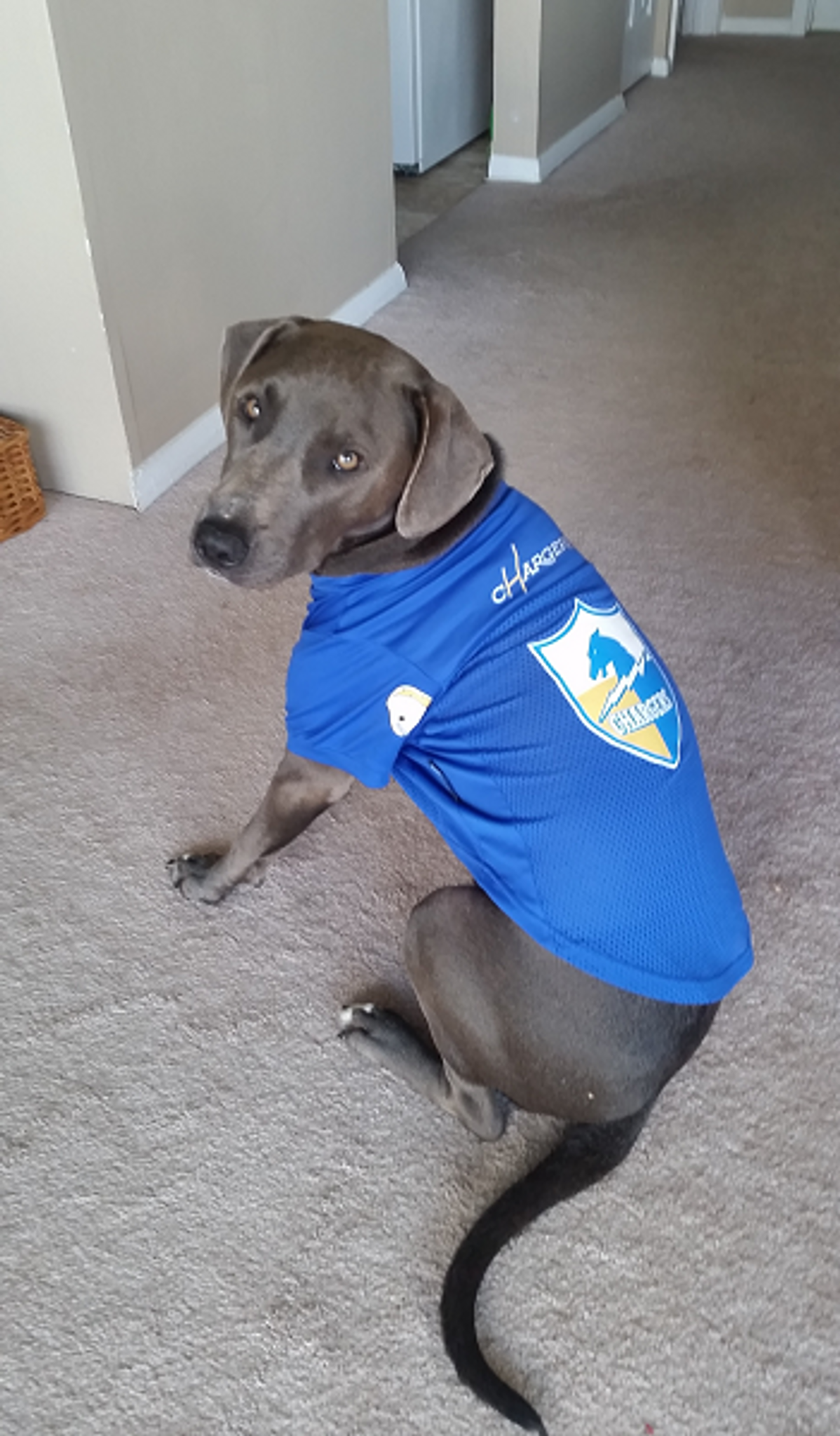 san diego chargers dog jersey