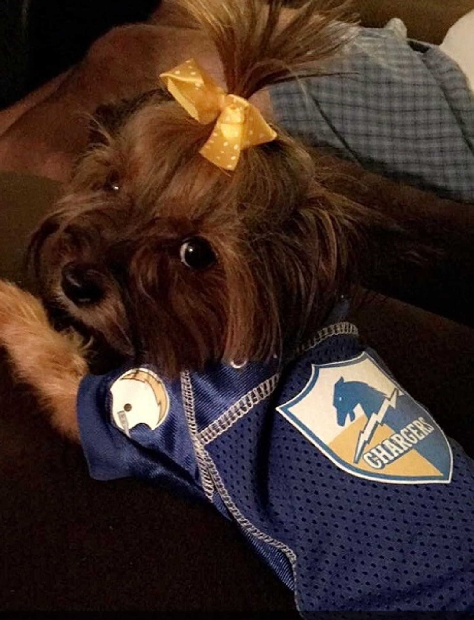 chargers pet jersey