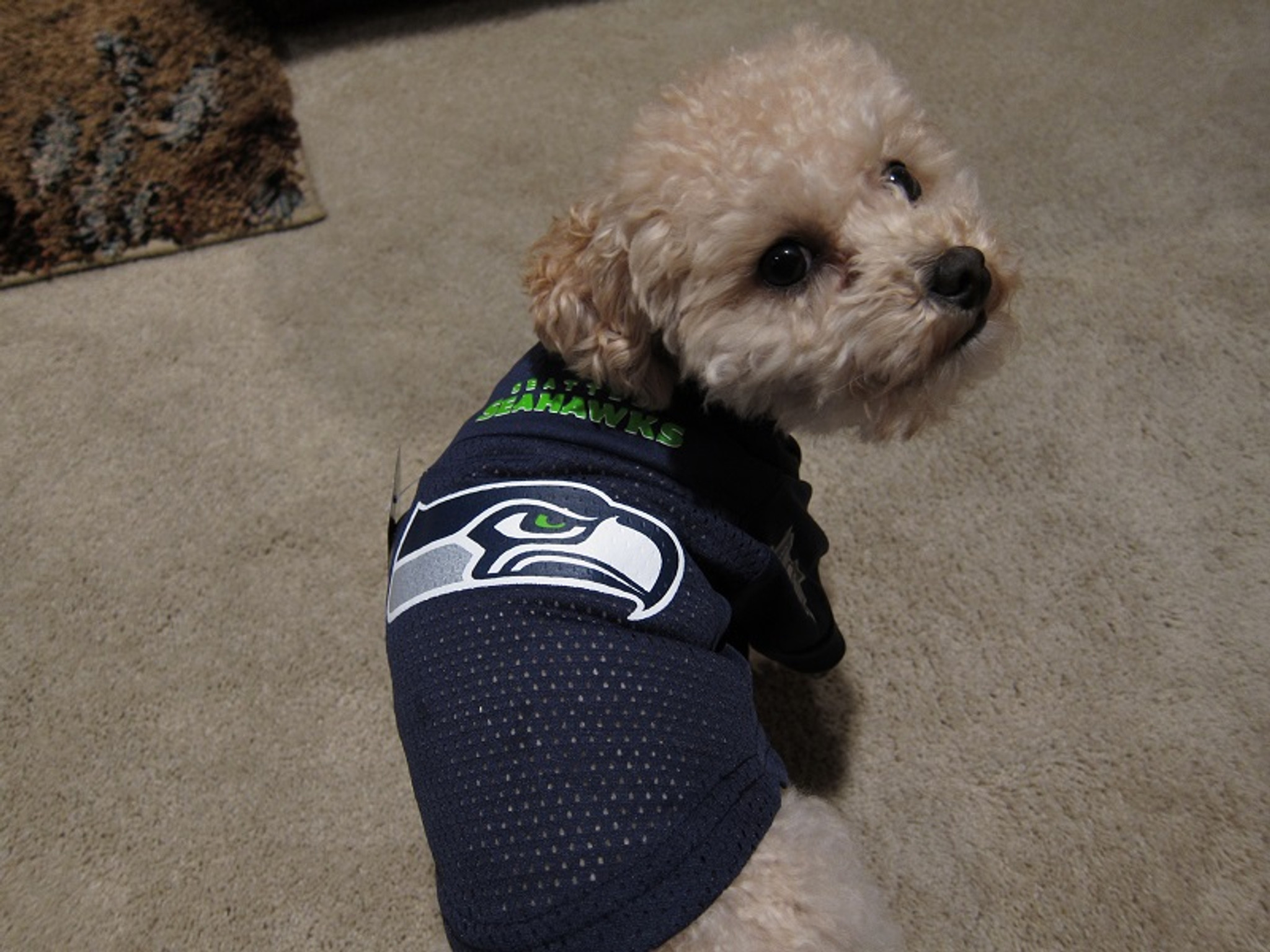 Seattle Seahawks Dog Pet Mesh Alternate 